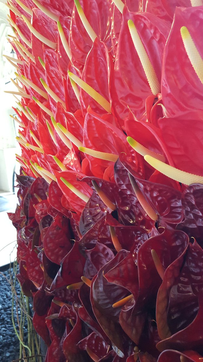 BrunoGobin's tweet photo. Prachtweer op laatste dag #floralien. Mooiste moment #nogeenpaardagenlanger? @Floralien_Gent https://t.co/HUKkq1bBi2