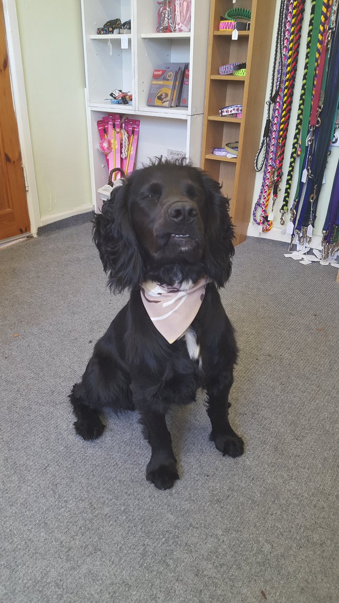 Poole Raw Pet Food (Pooleraw) Twitter