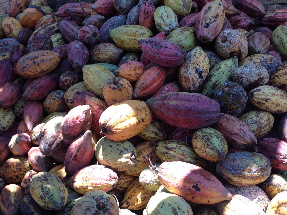 Rinaldinipastry's tweet photo. I colori delle #cabosse di cacao stupende sfumature di natura @SigepRimini @IcardiCarla @GranPasticcere https://t.co/MUOtpoSbrf