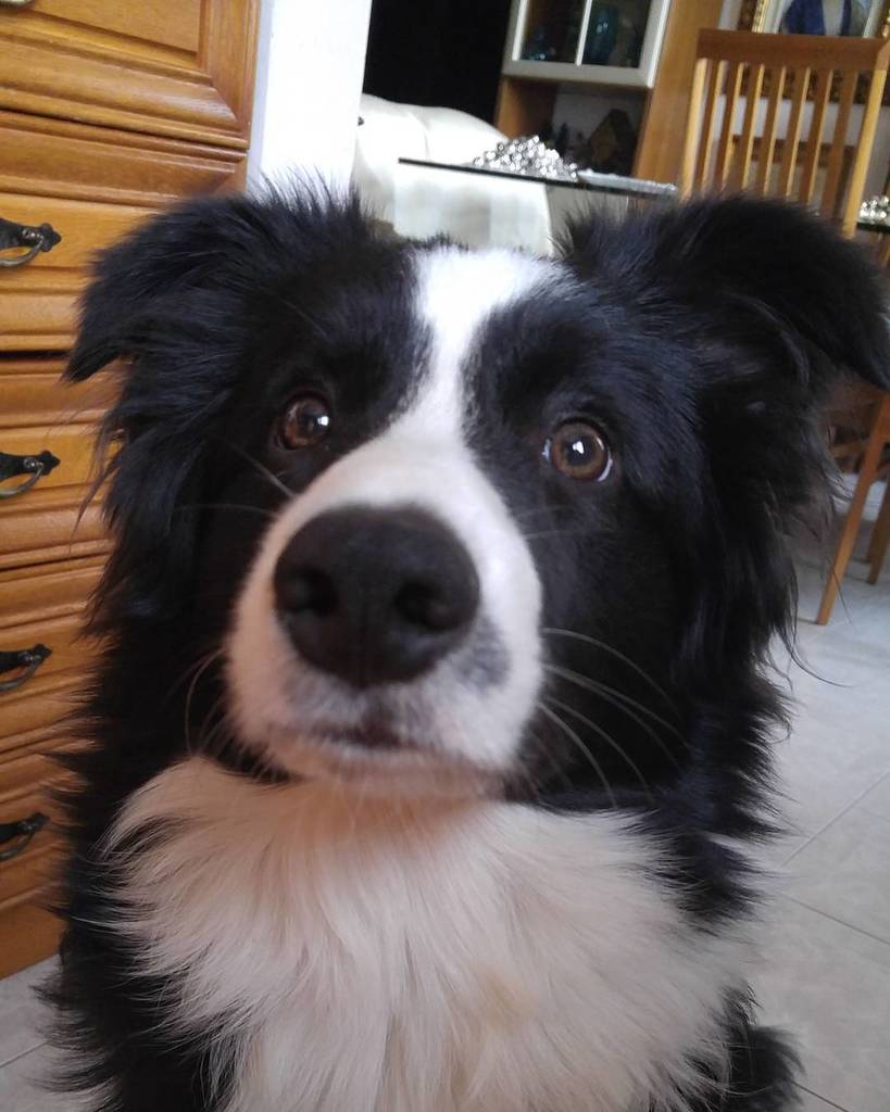Rocky_Border's tweet photo. Rocky is curious https://t.co/R10ni80QhI