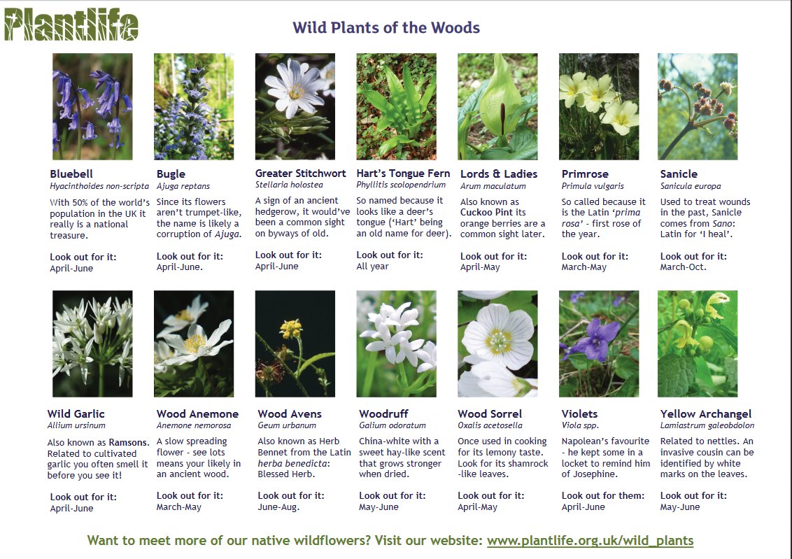 #WalkInTheWoods? You might find this useful, if you can tear your eyes down from the canopy to the woodland floor...