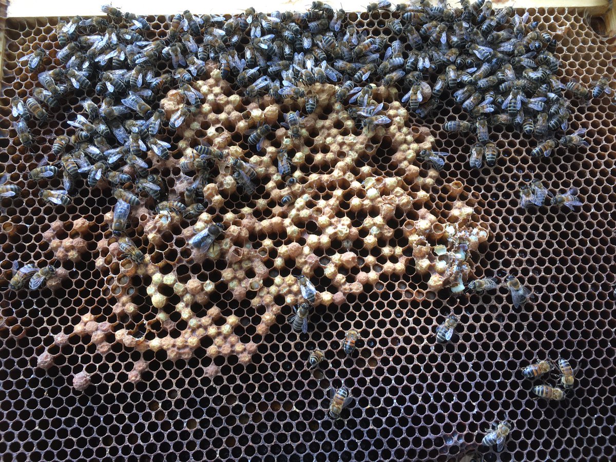 bee7forestgate's tweet image. 