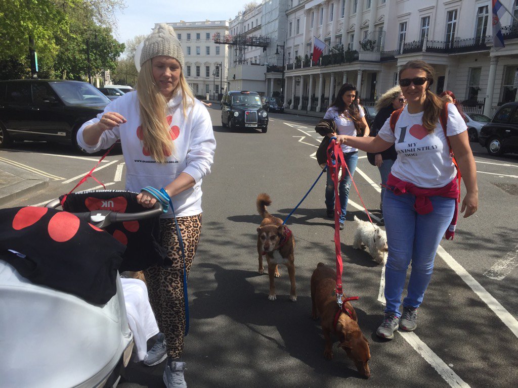 spanishstray's tweet photo. #dayofthepodenco spanish stray dogs starting the march.  Love your podenco. https://t.co/pdvh4RYljP