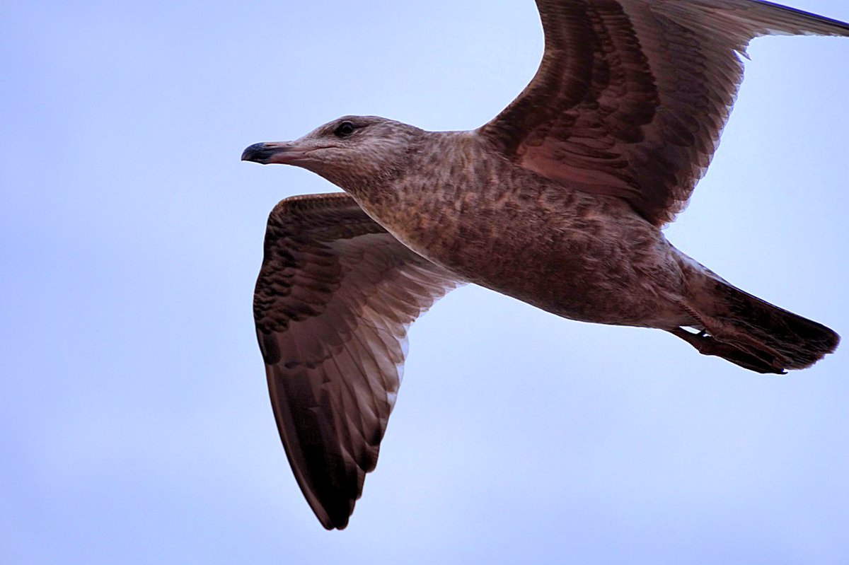 red_why_nyl's tweet photo. #seagull #bird #birdphoto #birdphotography #naturephotography #NaturePhotos https://t.co/WsBBlXG0q8