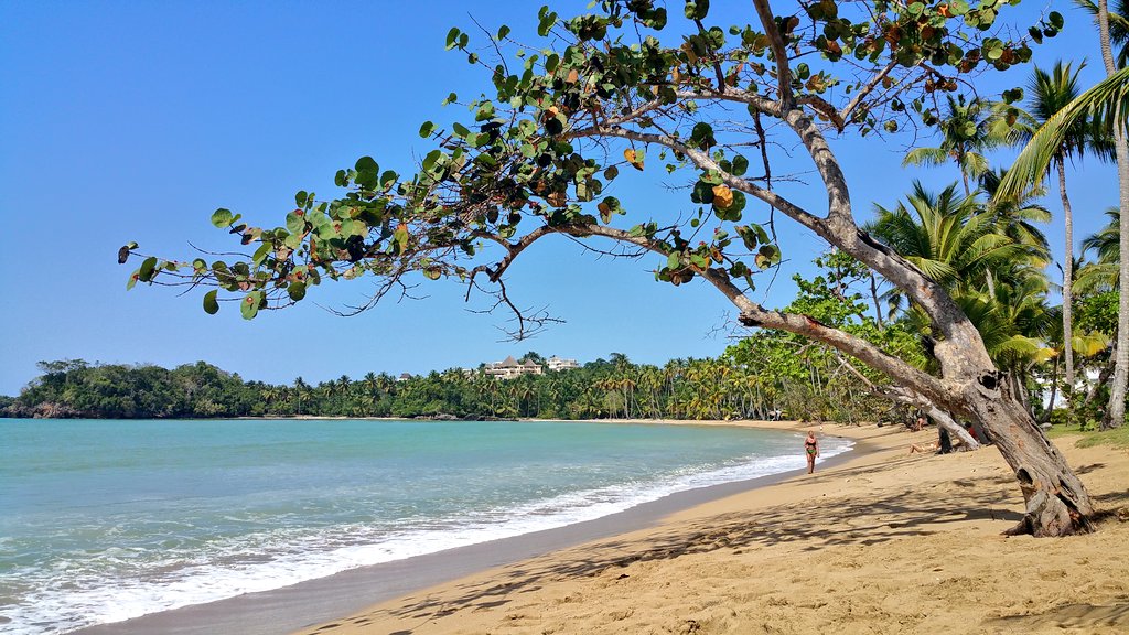 The_Traveling_B's tweet photo. Golden sands and sea grape trees at Playa Bonita, near Las Terrenas. #LPinDR #lonelyplanet @GoDomRep https://t.co/bTHg3gT2mg