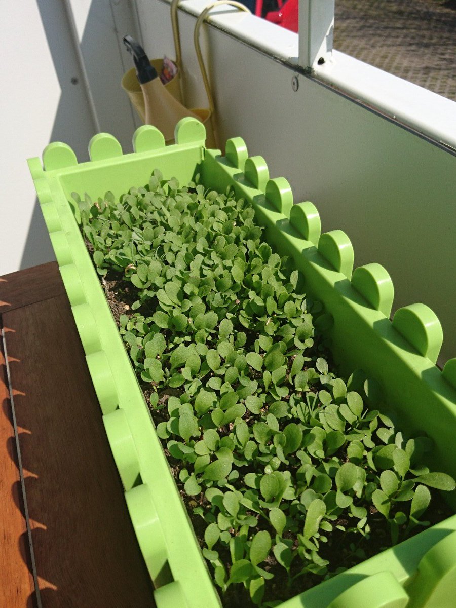 CassidyCorwins's tweet photo. Leben in seiner schönen Form. #toastWG 💚🌱 https://t.co/NqNjvKUejO