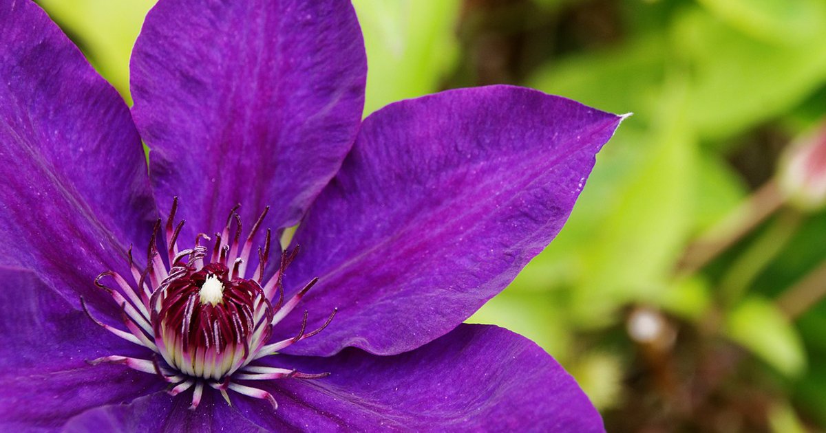 TheLocalAnswer's tweet image. Using the #BankHoliday for DIY &amp;amp; gardening? See our May #gardening tips in our new issue thelocalanswer.co.uk/issues.aspx