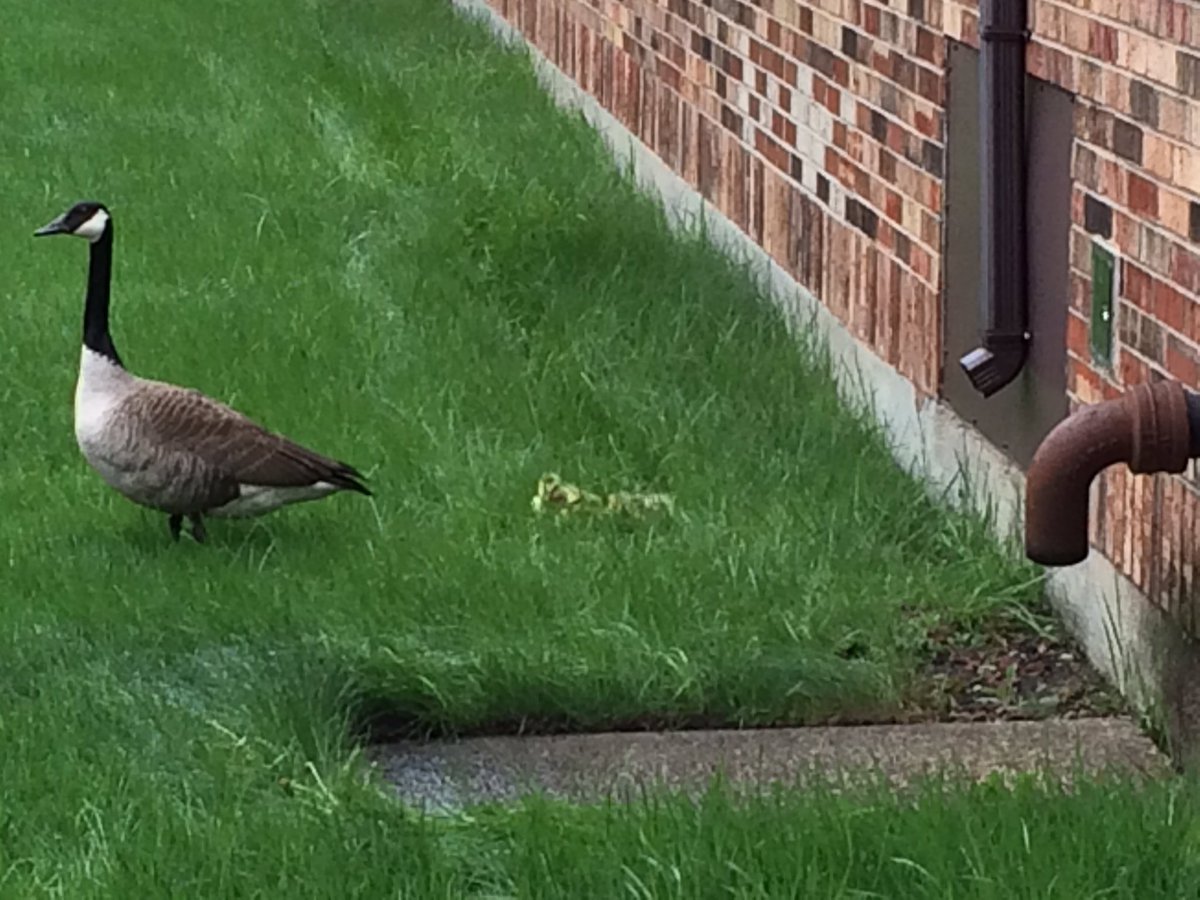 Look what's new at Conrady!#benefitsofgoingtoschoolonasunday #ConradyJaguars