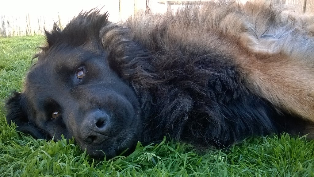 cabecodoseixo's tweet photo. Lazy Sunny sunday afternoon @belgium #estreladogs https://t.co/ApcPMKAnmL