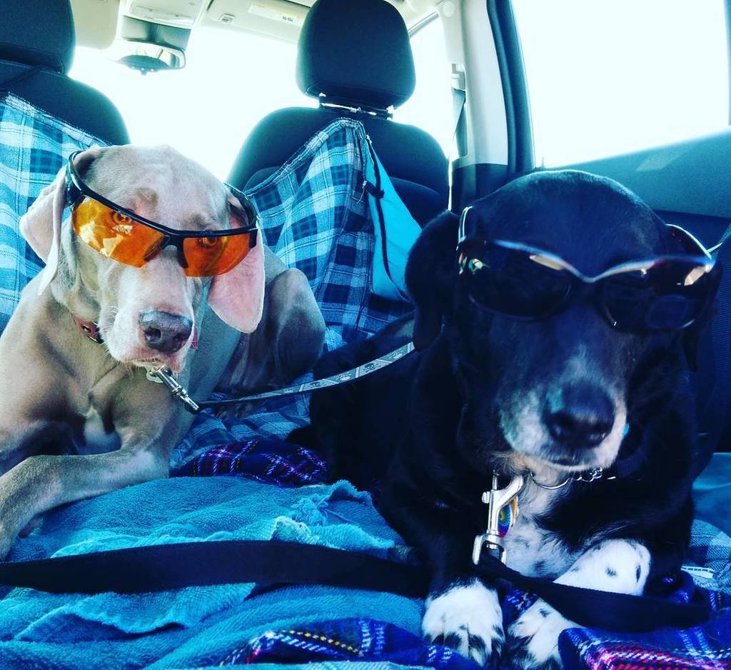 bwdelano's tweet photo. The #dogs wanted to show how cool they were while we waited for the next ferry. #dogswithsunglasses https://t.co/TzUaUbcWj0