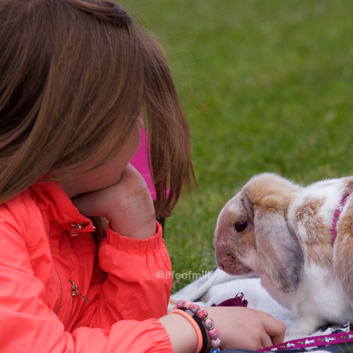 LifeofmillI's tweet photo. Had so much fun on our picnic today 😍 #bunny #rabbit #lapin #Kanin #kaninchen #millla #lifeofmill #weekend https://t.co/lUS3maIF5E