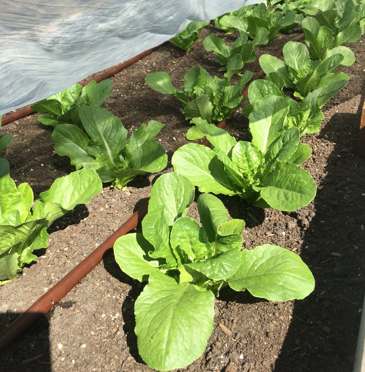 LoutetFarm's tweet photo. This year we are growing #romaine for our host school's cafeteria to make salads! #schoolfarm #urbanfarm #northvan https://t.co/DCO1VNEt3M