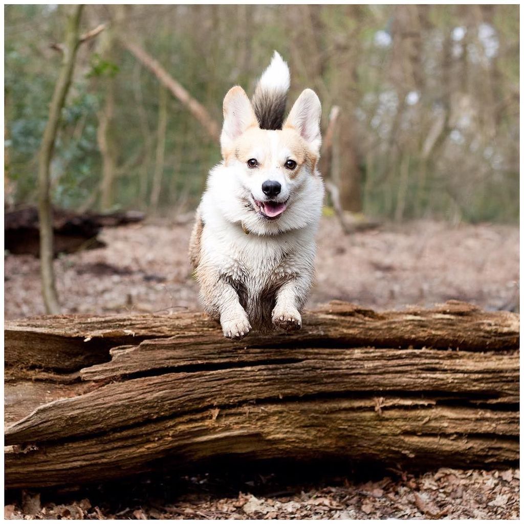 winnythecorgi's tweet photo. I believe I can fly! π
#CallMeSuperCorgi #SuperHeroGoals #MyPlanetNeedsMe https://t.co/3sB0DcnGsd https://t.co/8mrlcpAUhw