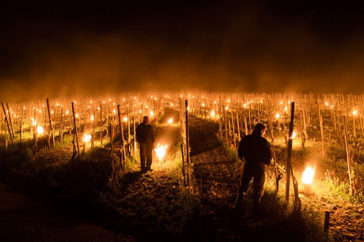 Anti-frost candles in a vineyard in Grisons, Switzerland, as growers fight unseasonable cold (Gian Ehrenzeller):