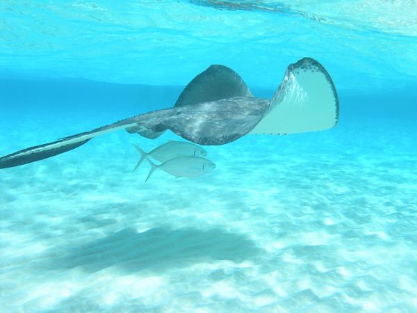 yourvacations1's tweet photo. #Swim in #Cayman #Islands-style! Wanna book your travel? Click here! https://t.co/Pmj6rltuaB https://t.co/If8TKTdi8r