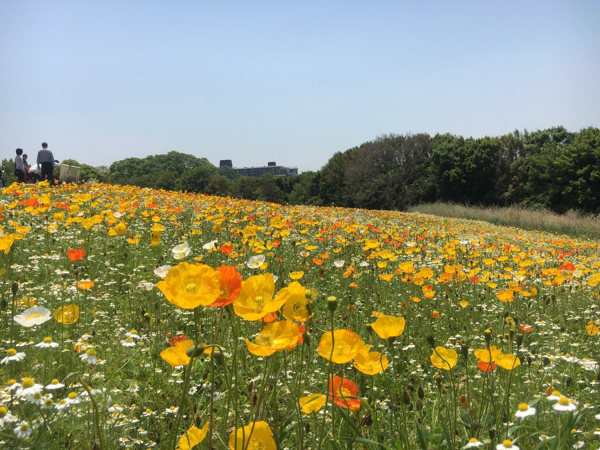 assam_h's tweet image. 公園の新緑がきれい♪