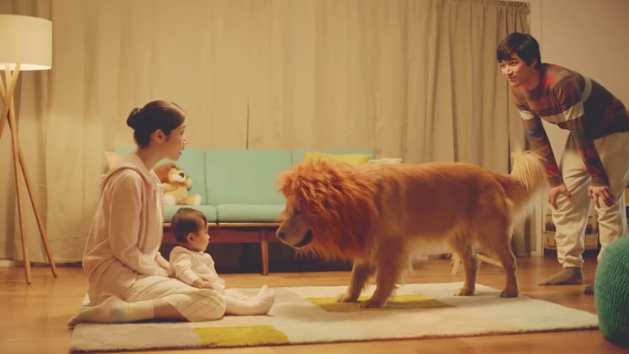 感動的な交流 に隠された違和感 Amazonプライムの赤ちゃんとライオン犬のcmに批判的な声も Inu Magazine イヌ マガジン