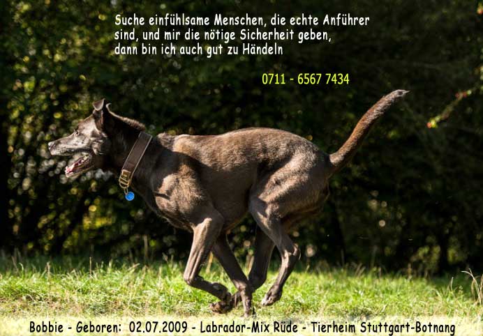 Tierheim_Stgt's tweet photo. Bobbie *2009, Labrador-Mix sucht seit 2009 ein neues Zuhause: https://t.co/5oCPeO1krH https://t.co/Fz5sKXrtTH