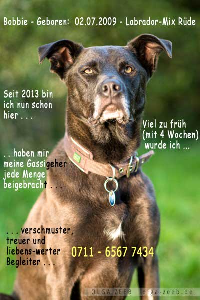 Tierheim_Stgt's tweet photo. Bobbie *2009, Labrador-Mix sucht seit 2009 ein neues Zuhause: https://t.co/5oCPeO1krH https://t.co/Fz5sKXrtTH