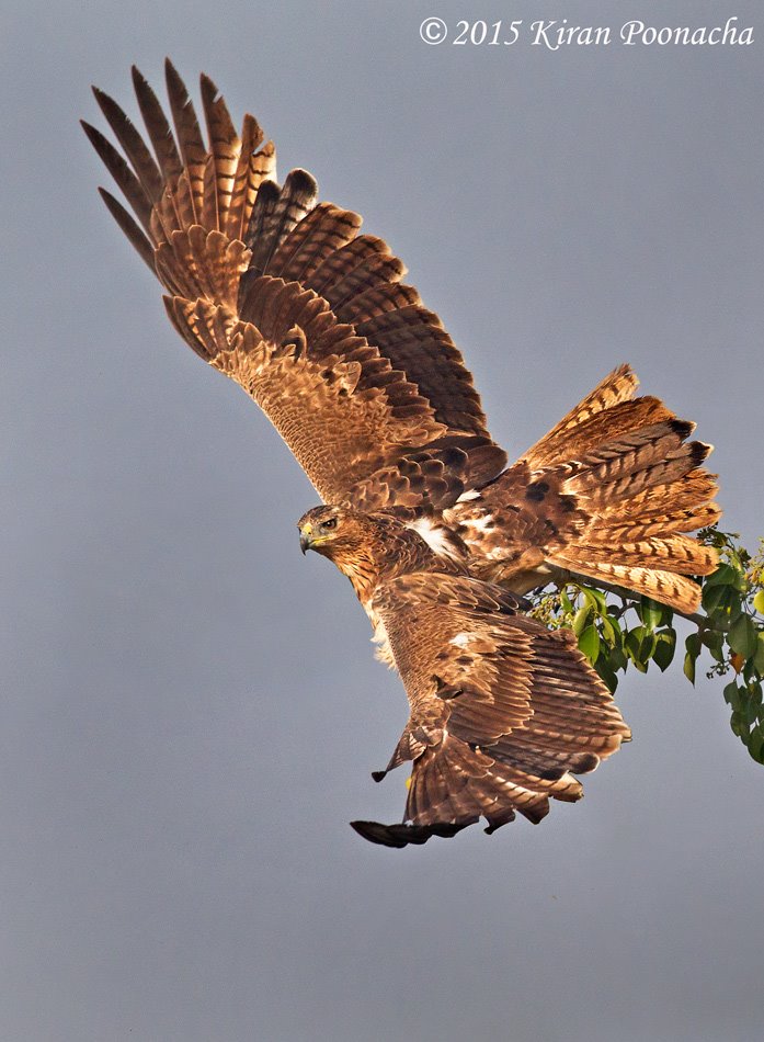 Joopjadieja's tweet photo. Wings of Fire....
This is the Bonellis Eagle showing off its brilliant wing pattern. https://t.co/gOtbOAmuzf