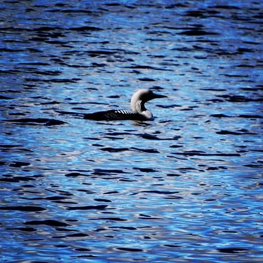 Pretty visitor at our lake. 
#flyfishingphotography #flyfishing #bird #birds #naturephotography #natureinsweden #sv…
