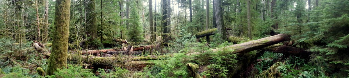 PurNatCanada's tweet photo. C'est le mois de l'arbre et des forêts :) #îledevancouver #macmillanprovincialpark #purnat https://t.co/MFrWPgU967