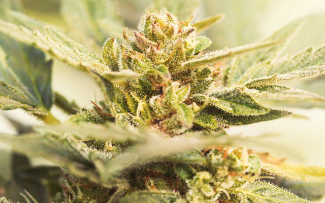 TherasageFIR's tweet photo. Kill Your #Fibomyalgia Pain with Cannabis https://t.co/fRUCYyzKa9 https://t.co/lrDuQLAcrX