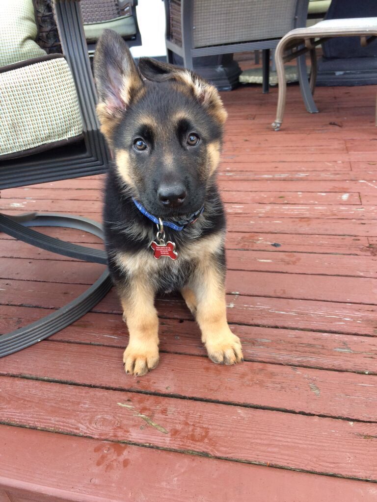 German Shepherds tweet media