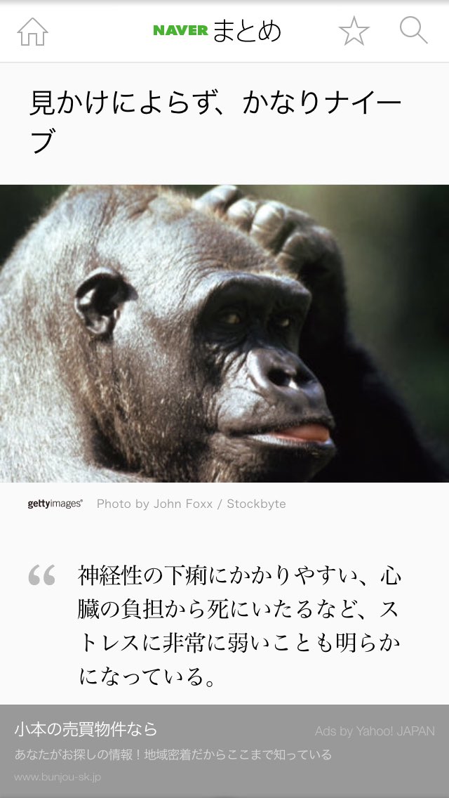 ごりちょす En Twitter ゴリラと呼ばれているみなさん 人間とゴリラは似ている性格なども多いのです ゴリラは決して悪い言葉ではないです 誇りを持ってゴリラと呼んでもらうといつか良いことが起きるでしょう ゴリラ性格