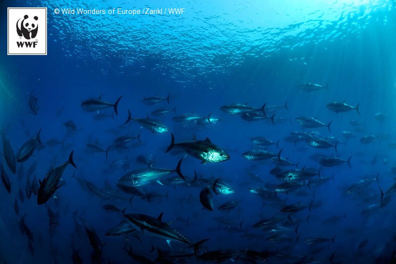 Bluefin tuna can swim at a speed up to 100kph, so fast that they could outrun fishing boats. #WorldTunaDay is May 2!