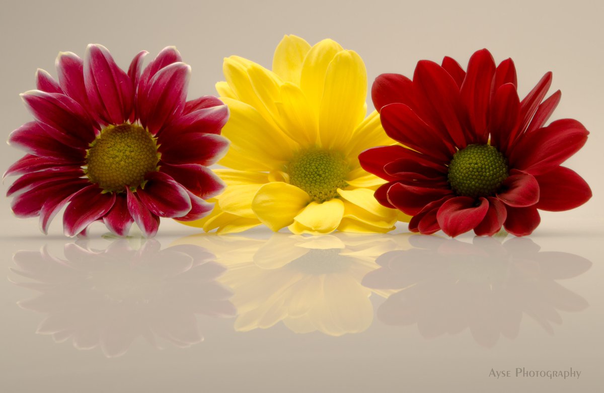 AysePhotograph's tweet image. #Flowers on  #infinitytable #reflection