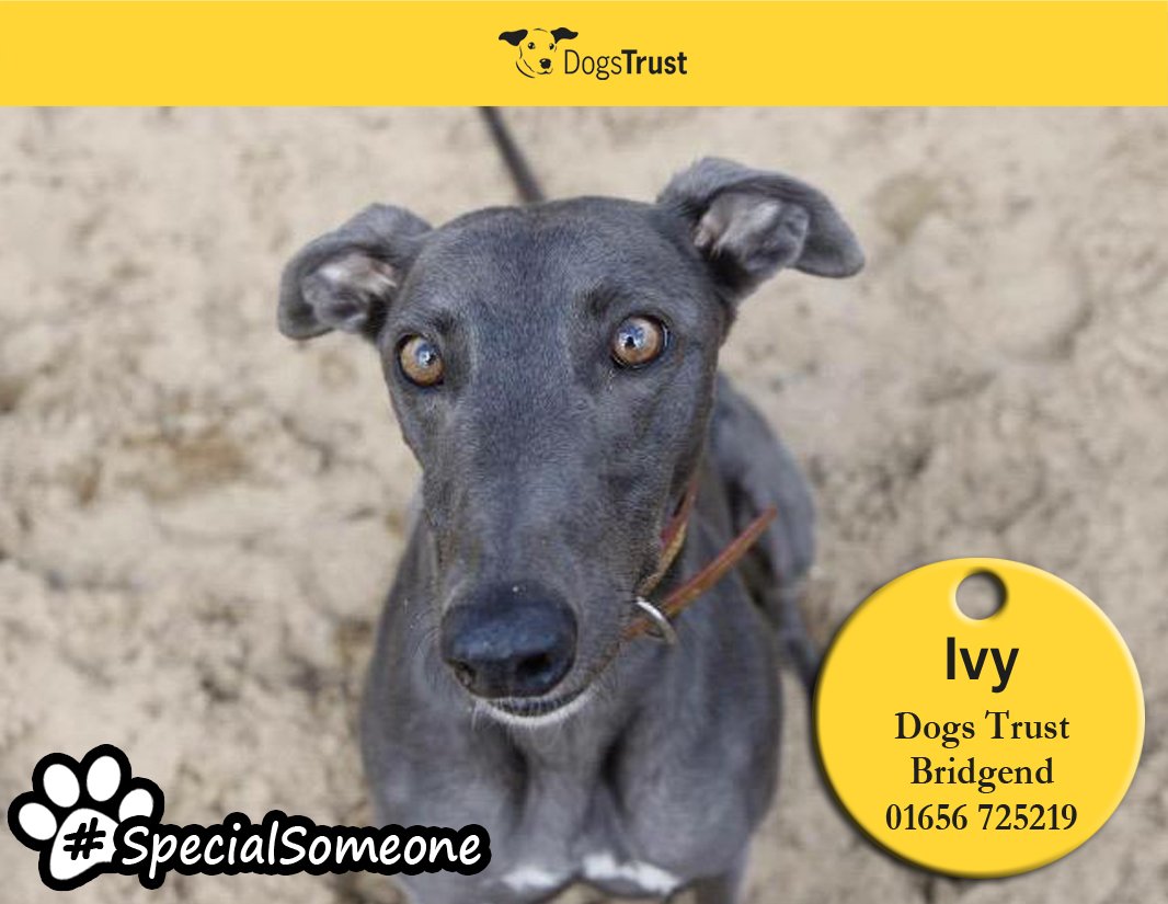 DogsTrust's tweet photo. Ivy @DT_Bridgend is a 2 year old Greyhound. She is typical of her breed, loyal and loving! #rehome https://t.co/uqUjgRGtgM