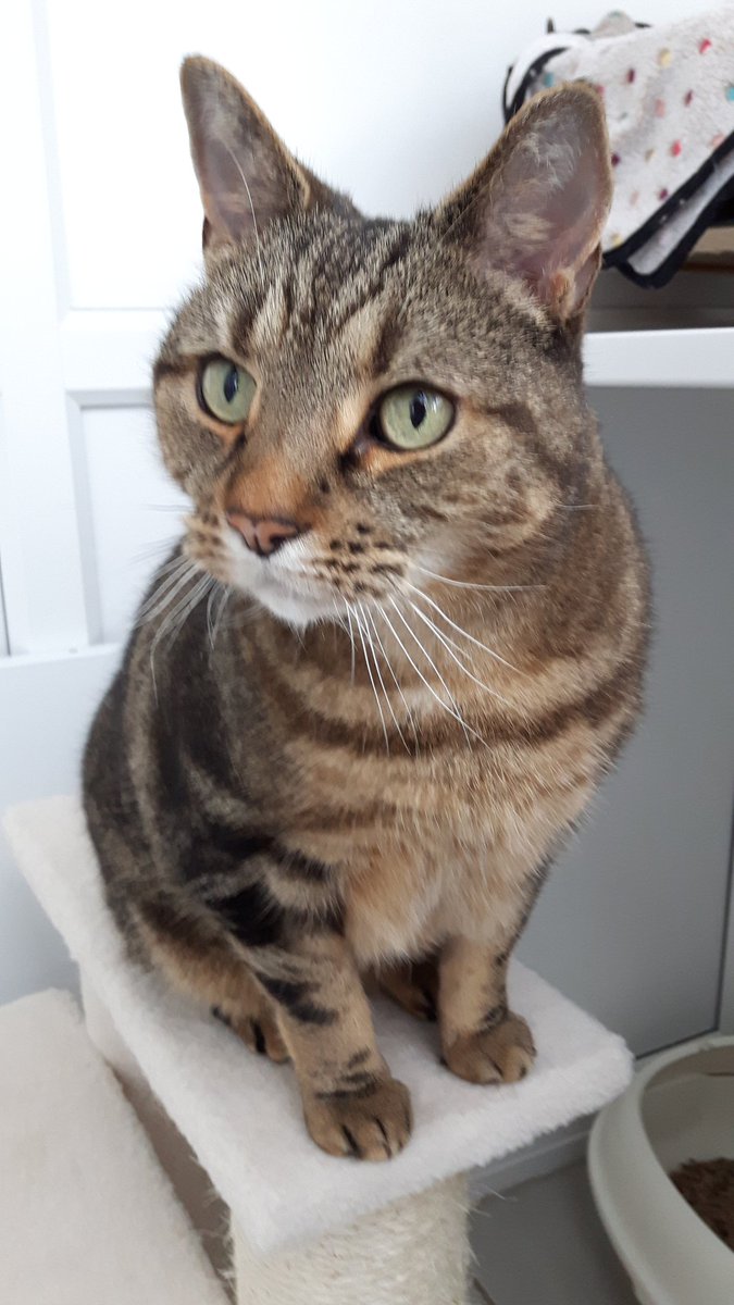 Our beautiful guests ♡ #cattery #cathotel #northallerton #northyorkshire #CatsOfTwitter #cats