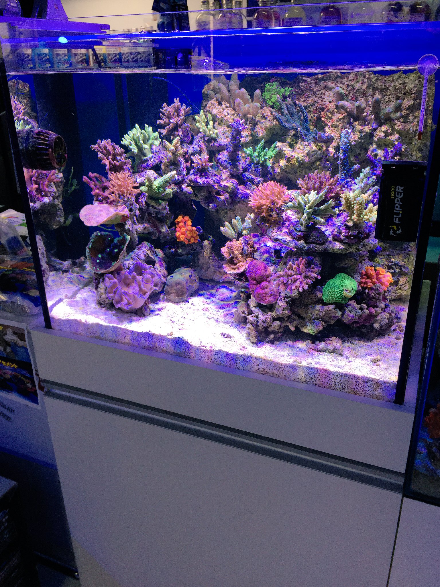 Amazon | foke金魚鉢 ガラス 水槽 オールグラスアクアリウム水槽