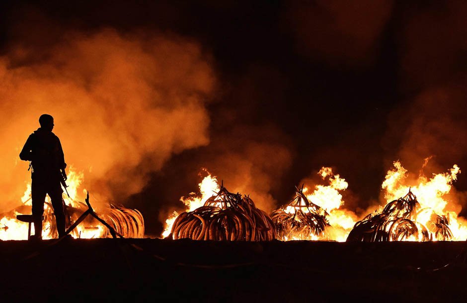 nationalpost's tweet photo. Kenya sets 105 tonnes of ivory on fire https://t.co/JJ4m6wGLmr https://t.co/41OPnGp0UF