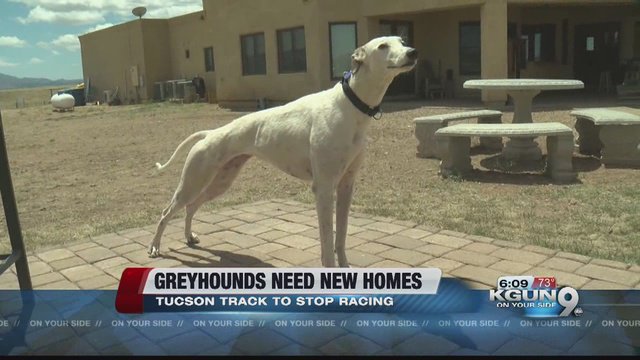 abc15's tweet photo. Hundreds of greyhounds up for adoption as #Tucson track prepares to end racing https://t.co/DTYzDgHR0v #abc15 https://t.co/jBMFgGwUOk