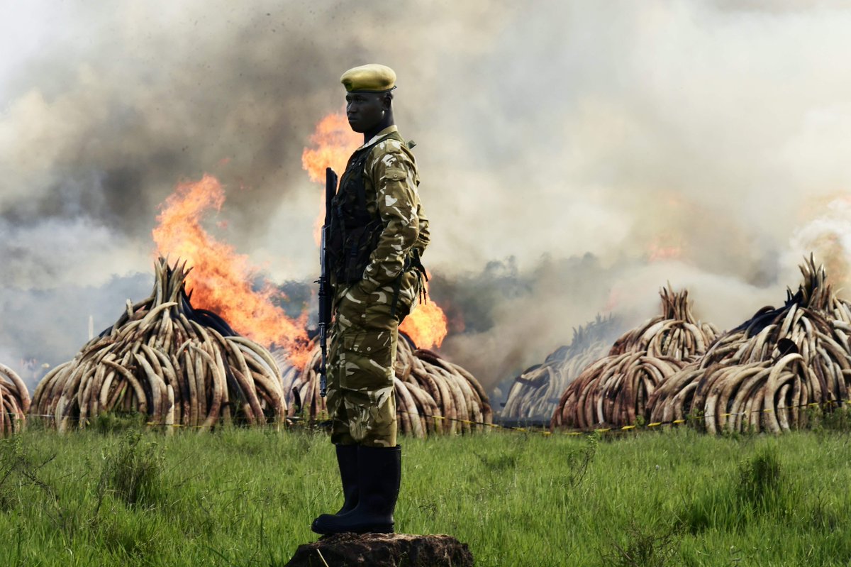 nationalpost's tweet photo. Kenya sets 105 tonnes of ivory on fire https://t.co/JJ4m6wGLmr https://t.co/41OPnGp0UF