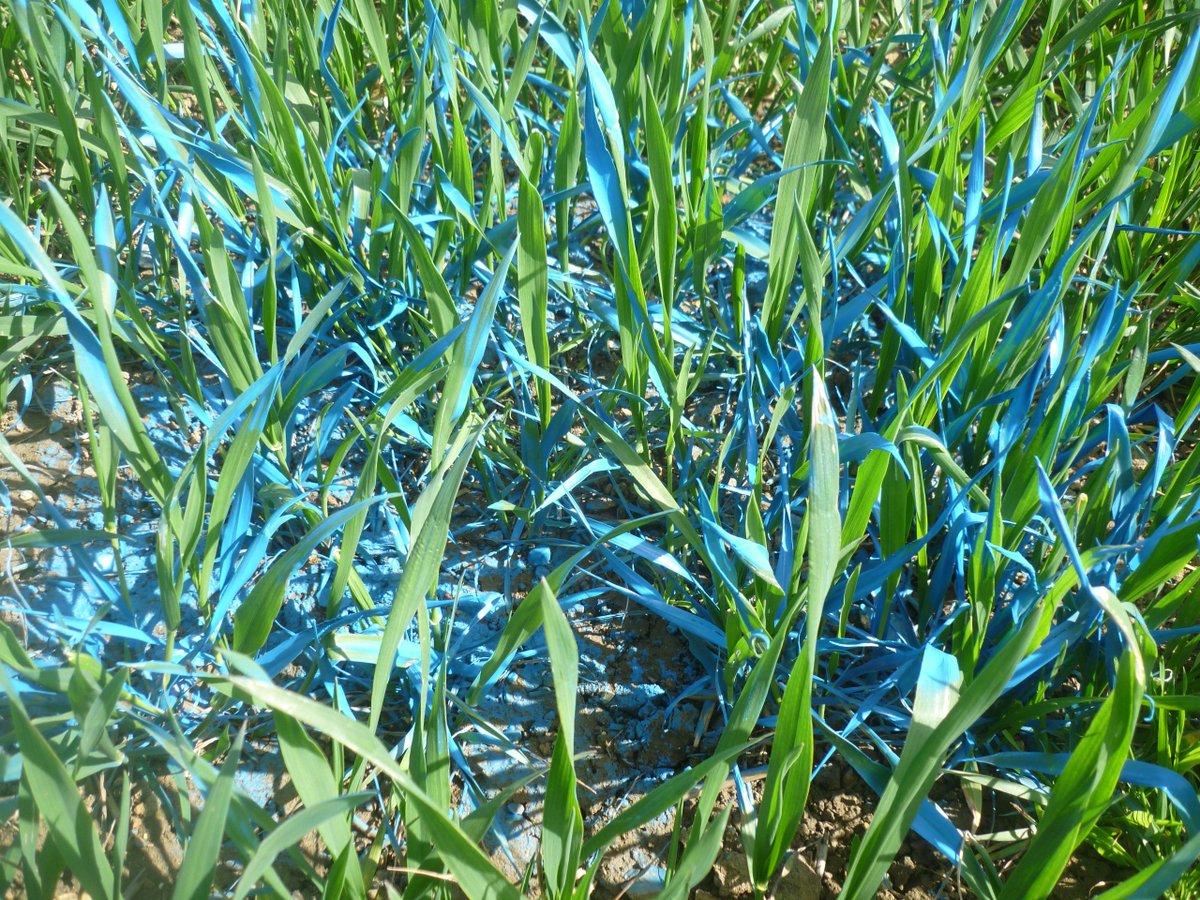 SyngentaUK's tweet image. T1 as important as T2 for disease control- spray persistent chemistry at the correct timing #TimeItRight