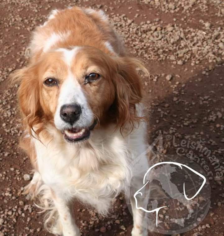 leishmaniacent's tweet image. Brit ha 10 anni, deliziosa bretoncina #supporttheproject @AssociazioneAlf #twitterdog