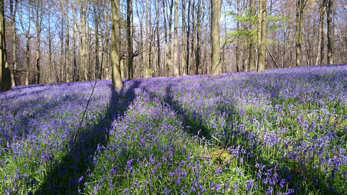 nastapleton87's tweet photo. Kings Wood bluebell walk #bluebell #Kent #spring #sunshine https://t.co/r2I5cgBo1G