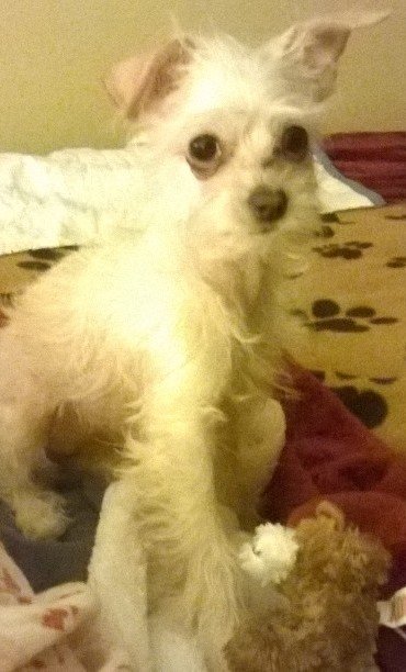 FurFame's tweet photo. Say Hi to Lily! Send your pet photos to furfame@outlook.com and share with the world! https://t.co/Fzoogbc90L https://t.co/TQqApiLxs2