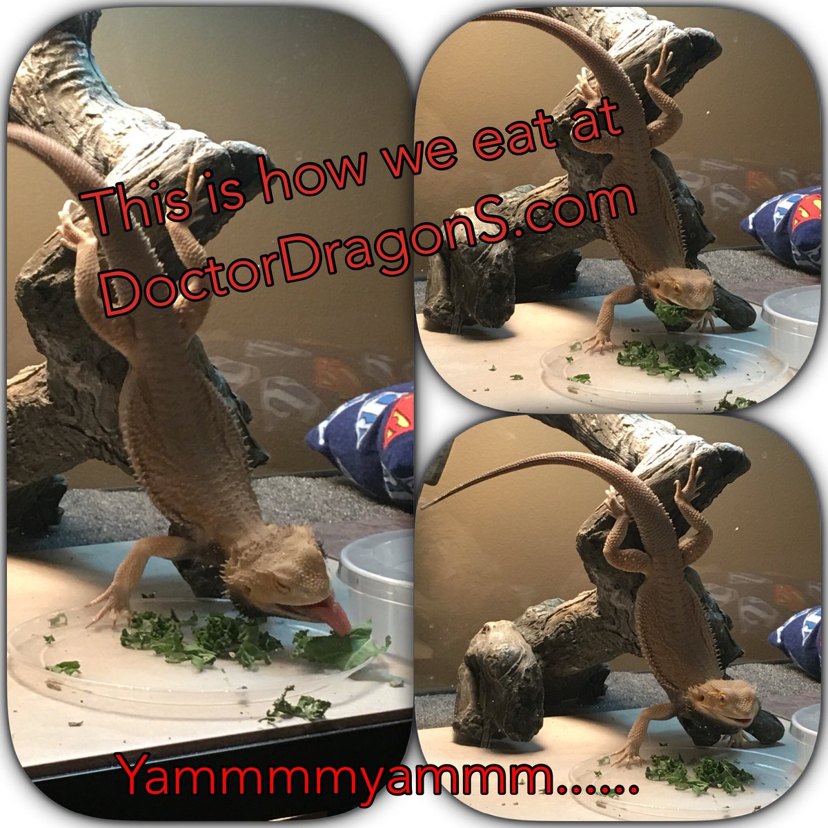 Doctor_DragonS's tweet image. Titanium showing us how he eats!
#Doctordragons #witblit #witbits #beardeddragons