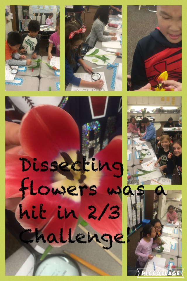 epeasley1's tweet photo. Dissecting  flowers was a hit in 2/3 Challenge! #piccollage https://t.co/MGuCnePASA https://t.co/A2rUBGZhhJ