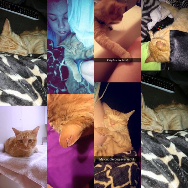 Catelysium's tweet photo. Missing my baby like crazy please return home soon Simba @Cats @LostAnimales … https://t.co/5uU1wXf9VS https://t.co/OyXfxBNC1J