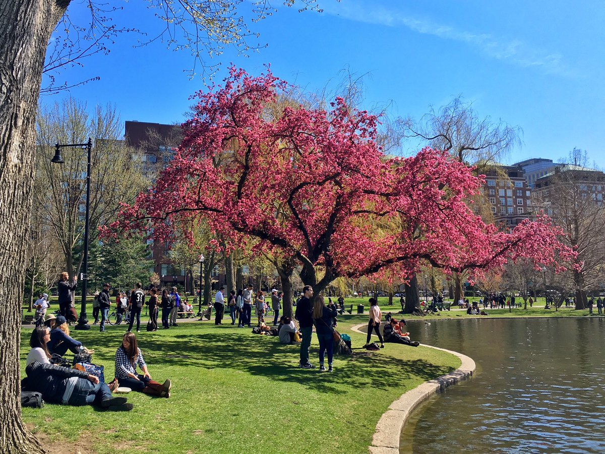 witchhat's tweet image. #springtime in #Boston. Who should I be following for Boston area #photography and related info?