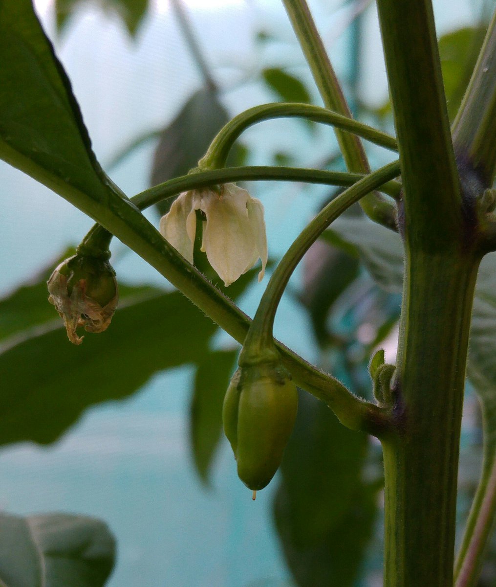 Kent_Chillies's tweet photo. The first of the chinenses this year, a baby Borg 9. https://t.co/vcrkV3ovdf