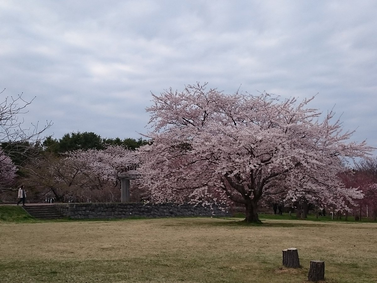 日本の桜 森町の桜 Berbar61 Twitter