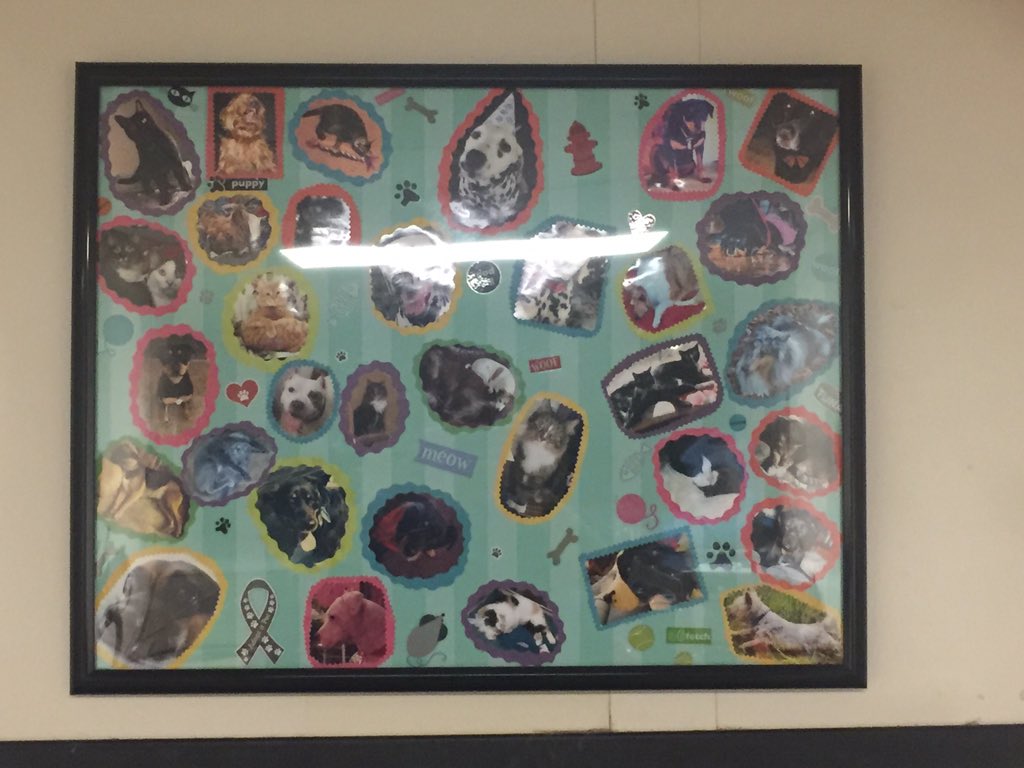 Decorating the back of the salon with our groomers and bathers puppies and kitties 🐾🐾