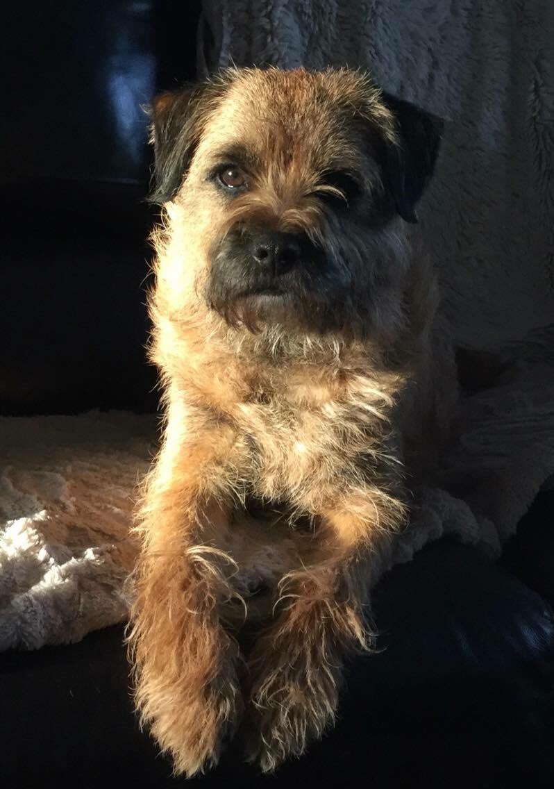 weebroondug's tweet photo. Sunny Sunday Selfie! #brawboy https://t.co/nD04q9Yd2Y