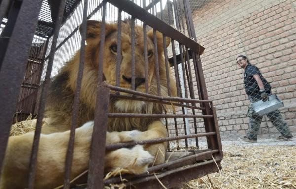 eNCA | Rescued circus lions take first steps on African veld ebx.sh/1SEaAcf